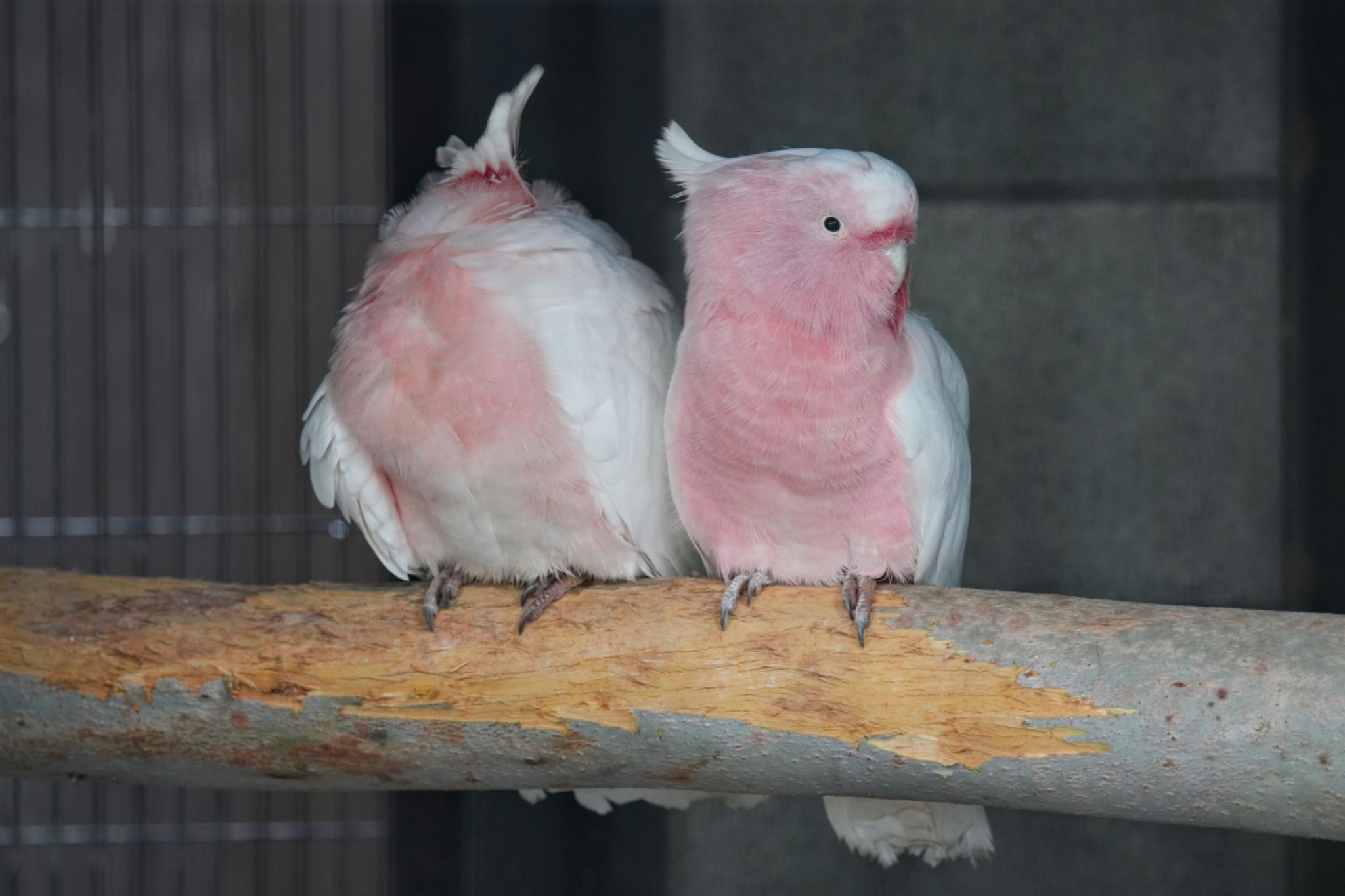 キャンベルタウン野鳥の森 クルマサカオウムの写真 by アポちん