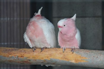 クルマサカオウム キャンベルタウン野鳥の森 2023年3月25日(土)