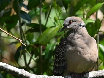 2023年3月28日(火) 江津湖の野鳥観察記録