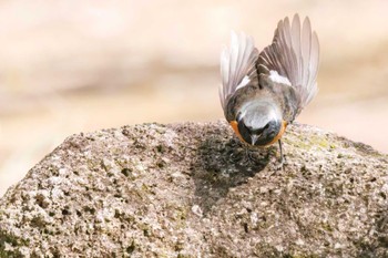 Daurian Redstart Kasai Rinkai Park Sat, 3/11/2023