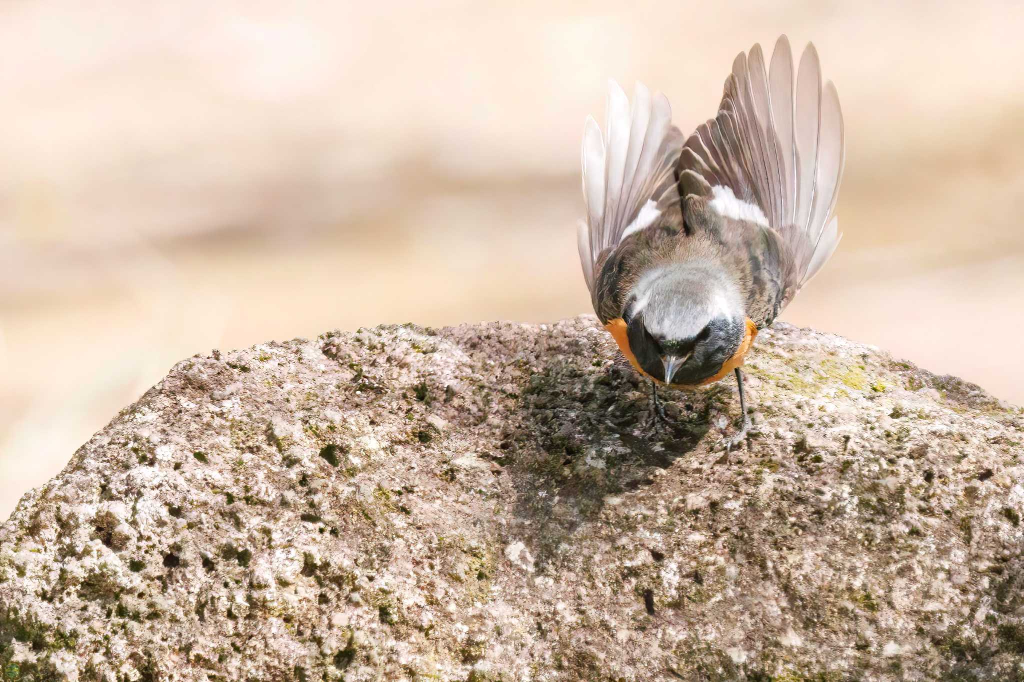 Photo of Daurian Redstart at Kasai Rinkai Park by d3_plus