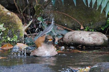 シロハラ 葛西臨海公園 2023年3月11日(土)