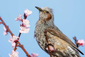 ヒヨドリ 葛西臨海公園 2023年3月11日(土)