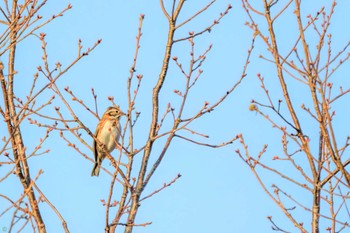 Rustic Bunting Kasai Rinkai Park Sat, 3/11/2023