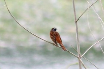 2018年5月18日(金) 羽村市水上公園の野鳥観察記録