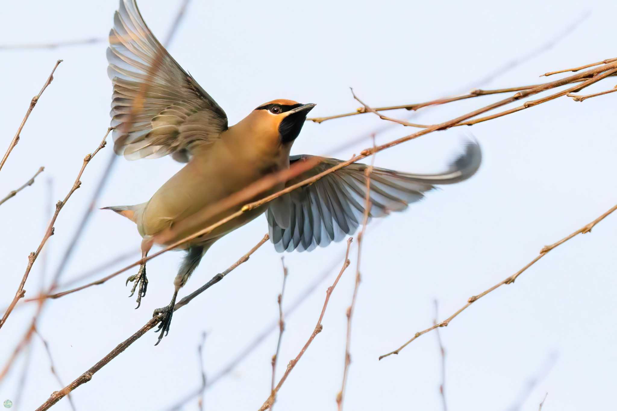 Photo of Japanese Waxwing at Kasai Rinkai Park by d3_plus