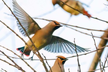 Japanese Waxwing Kasai Rinkai Park Sat, 3/11/2023