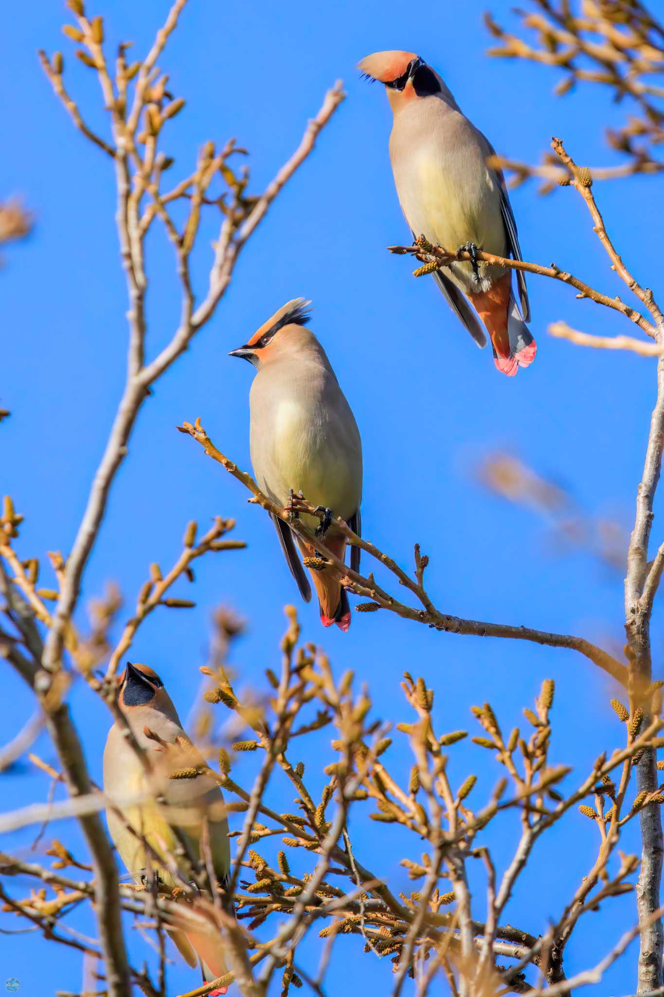 Photo of Japanese Waxwing at Kasai Rinkai Park by d3_plus