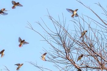 Japanese Waxwing Kasai Rinkai Park Sat, 3/11/2023