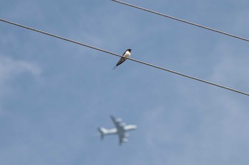 Barn Swallow 自宅前 Tue, 3/28/2023