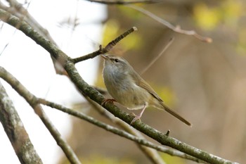 Japanese Bush Warbler 滋賀県甲賀市甲南町創造の森 Tue, 3/28/2023