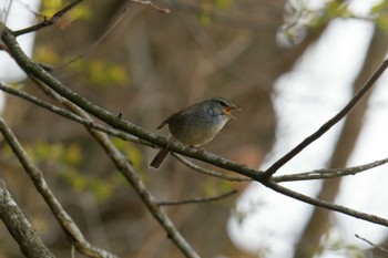 ウグイス 滋賀県甲賀市甲南町創造の森 2023年3月28日(火)