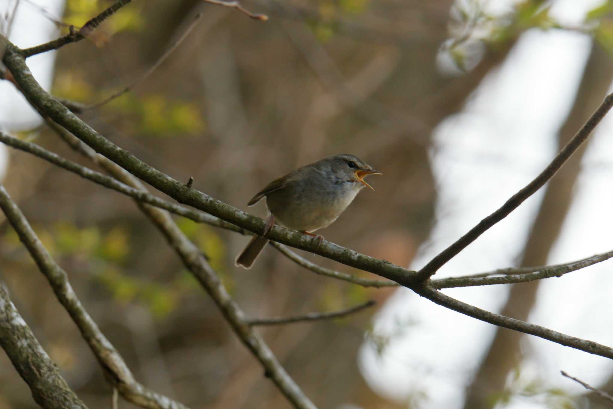 滋賀県甲賀市甲南町創造の森 ウグイスの写真 by masatsubo