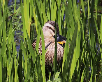 Tue, 3/28/2023 Birding report at 御廟山古墳