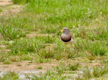 Grey-headed Lapwing 兵庫県明石市 Mon, 3/27/2023