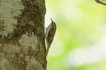 Eurasian Treecreeper