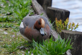 Eurasian Wigeon 千波湖 Tue, 3/28/2023