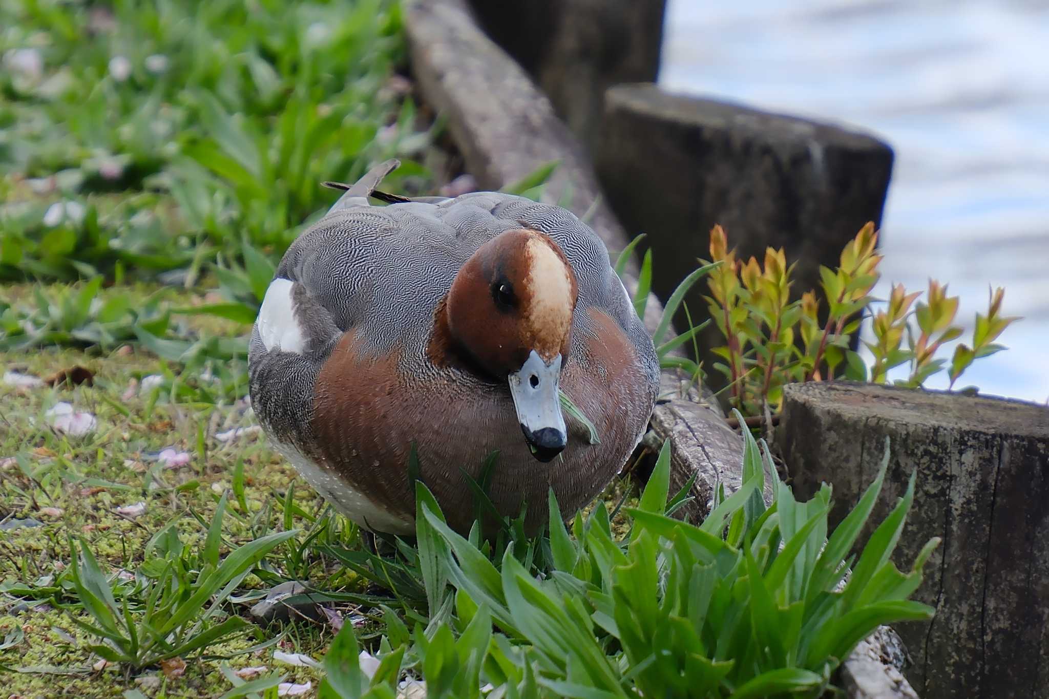 Photo of Eurasian Wigeon at 千波湖 by MNB EBSW