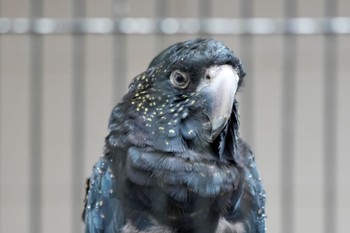 Red-tailed Black Cockatoo キャンベルタウン野鳥の森 Sat, 3/25/2023