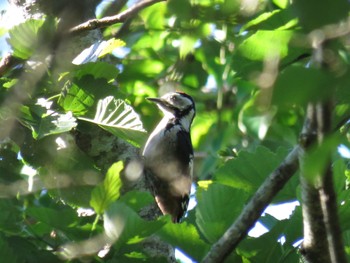 Great Spotted Woodpecker 吉田口・馬返(富士山) Fri, 7/1/2022