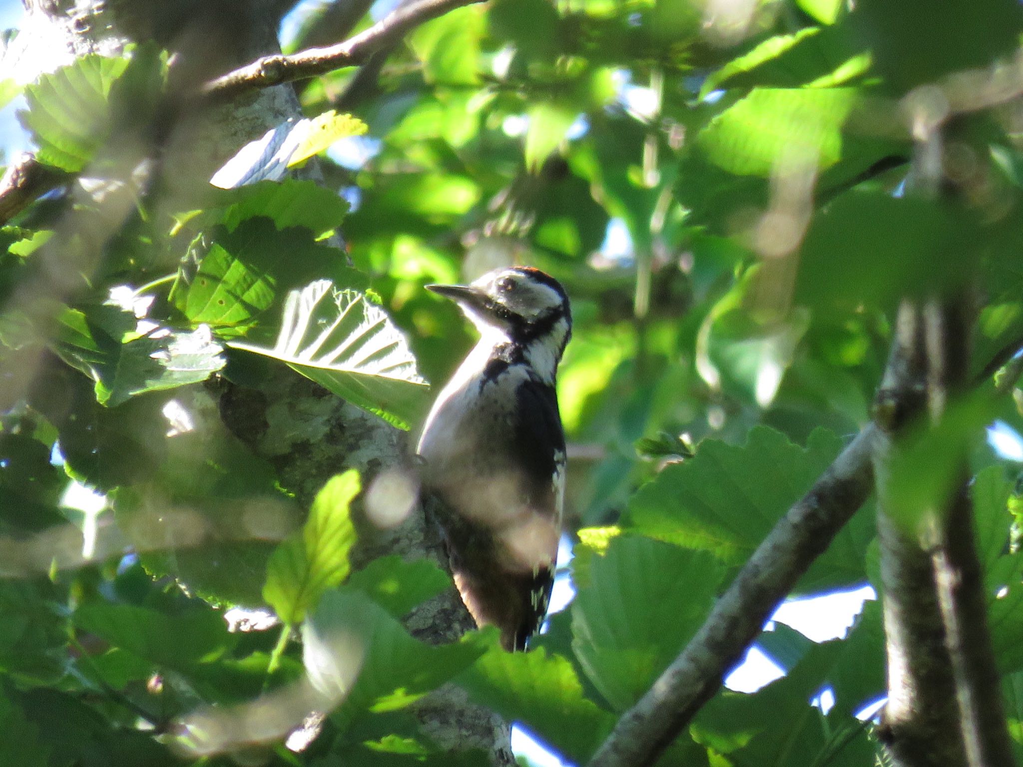 Photo of Great Spotted Woodpecker at 吉田口・馬返(富士山) by tobassaw