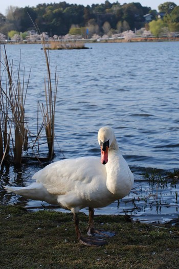 Mute Swan 千波湖 Tue, 3/28/2023