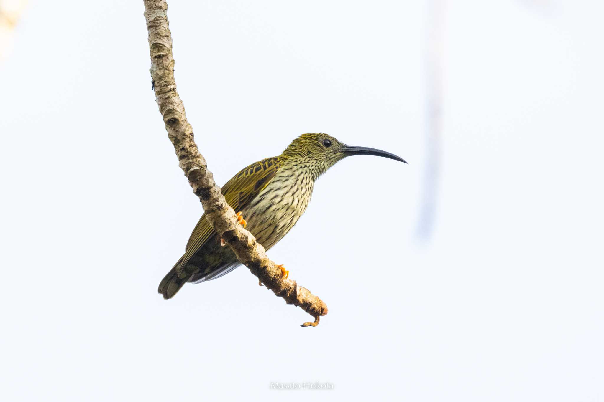 Doi Angkhang タテジマクモカリドリの写真 by Trio