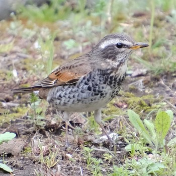 Dusky Thrush 桜川一丁目児童公園 Tue, 3/28/2023