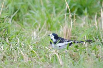 White Wagtail(leucopsis) 桜川(水戸市) Tue, 3/28/2023