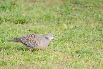 Oriental Turtle Dove 桜川(水戸市) Tue, 3/28/2023