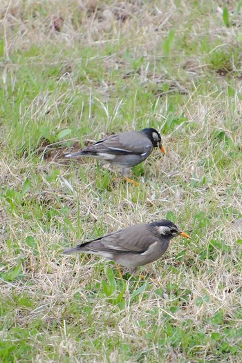 White-cheeked Starling 桜川(水戸市) Tue, 3/28/2023