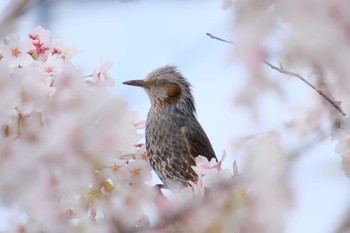 ヒヨドリ 桜川(水戸市) 2023年3月28日(火)