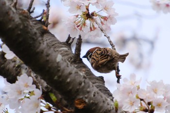 スズメ 桜川(水戸市) 2023年3月28日(火)