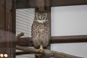 Spotted Eagle-Owl 掛川花鳥園 Unknown Date