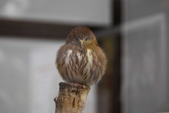 Ferruginous Pygmy Owl 掛川花鳥園 Unknown Date