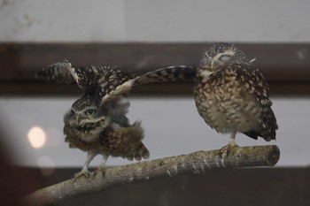 Burrowing Owl