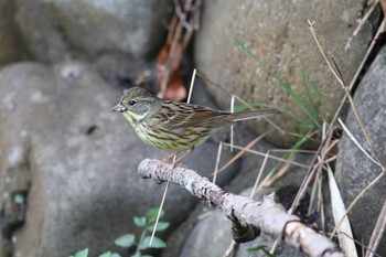 アオジ 明石公園 2023年1月15日(日)