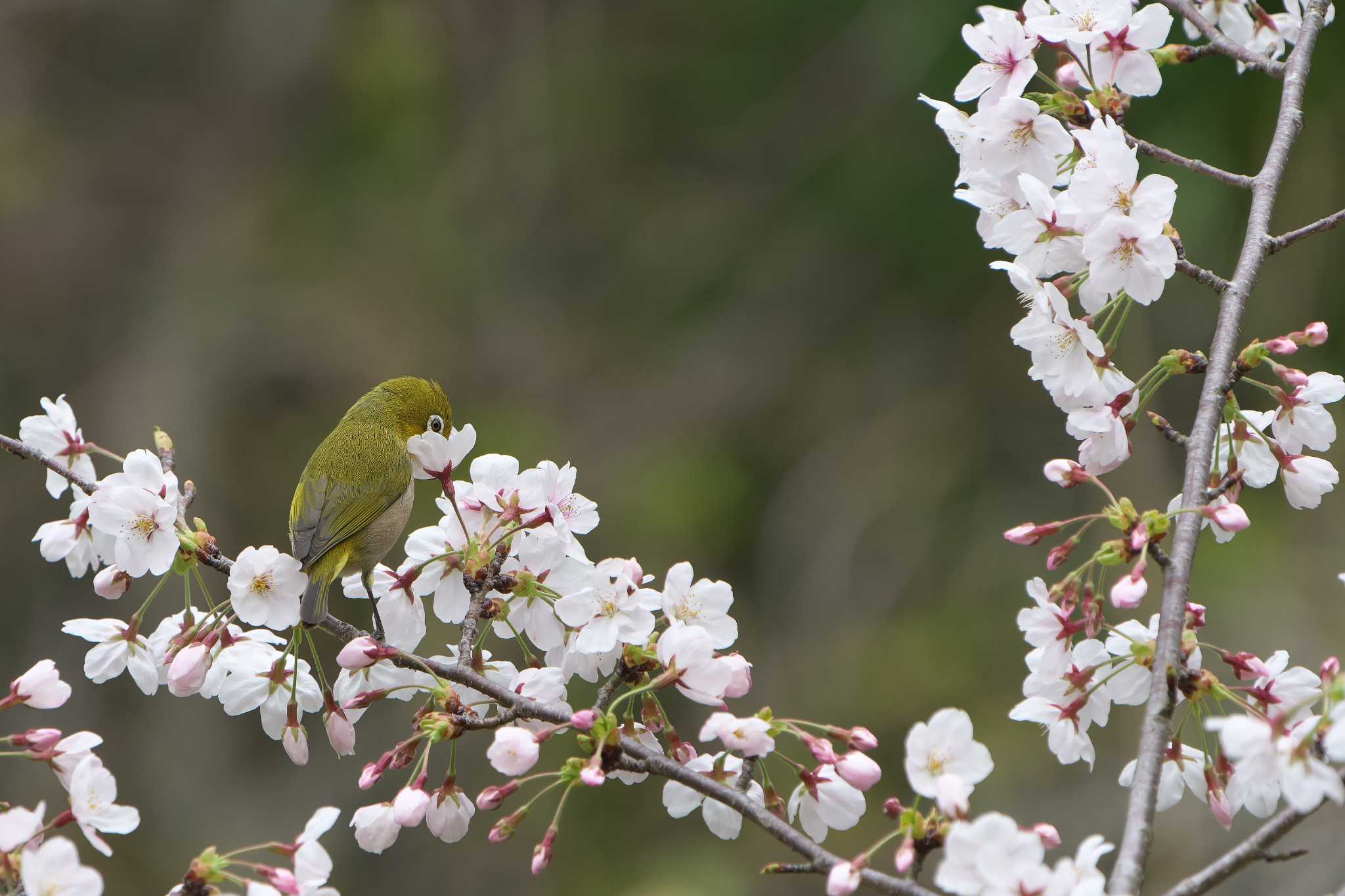 Photo of Warbling White-eye at 明石市 by 禽好き