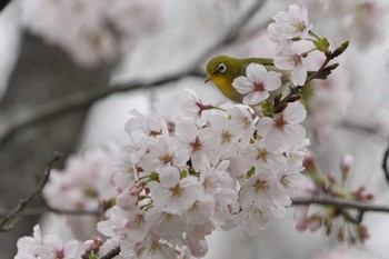 メジロ 明石市 2023年3月25日(土)