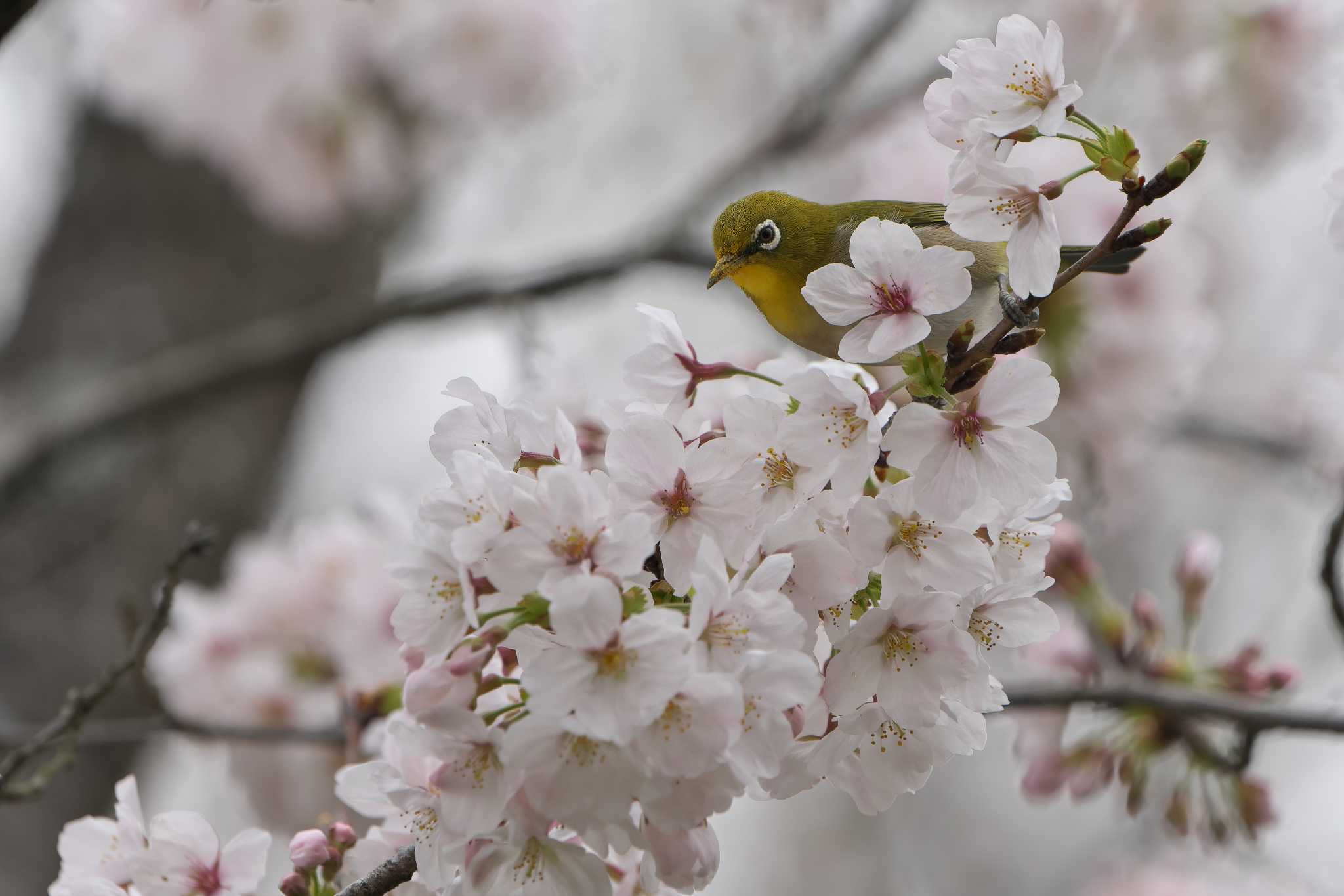 Warbling White-eye