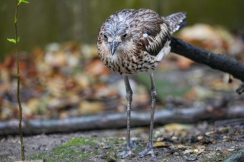 オーストラリアイシチドリ キャンベルタウン野鳥の森 2023年3月25日(土)