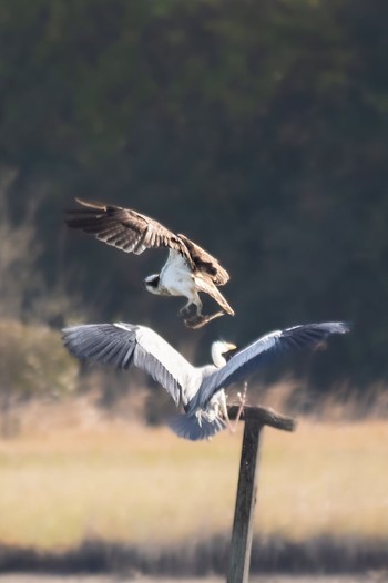 Osprey 山口県立きらら浜自然観察公園 Tue, 3/28/2023