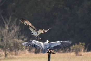 Osprey 山口県立きらら浜自然観察公園 Tue, 3/28/2023