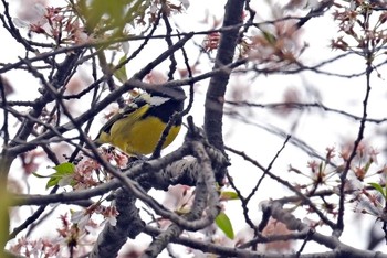 Yellow-bellied Tit 杉並区 Mon, 3/27/2023