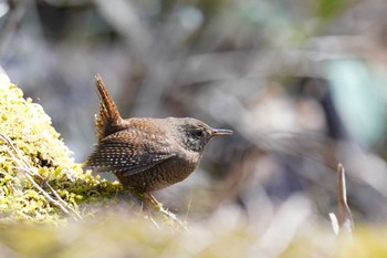 Eurasian Wren 湯滝 Tue, 3/28/2023