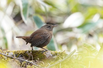 Eurasian Wren 湯滝 Tue, 3/28/2023