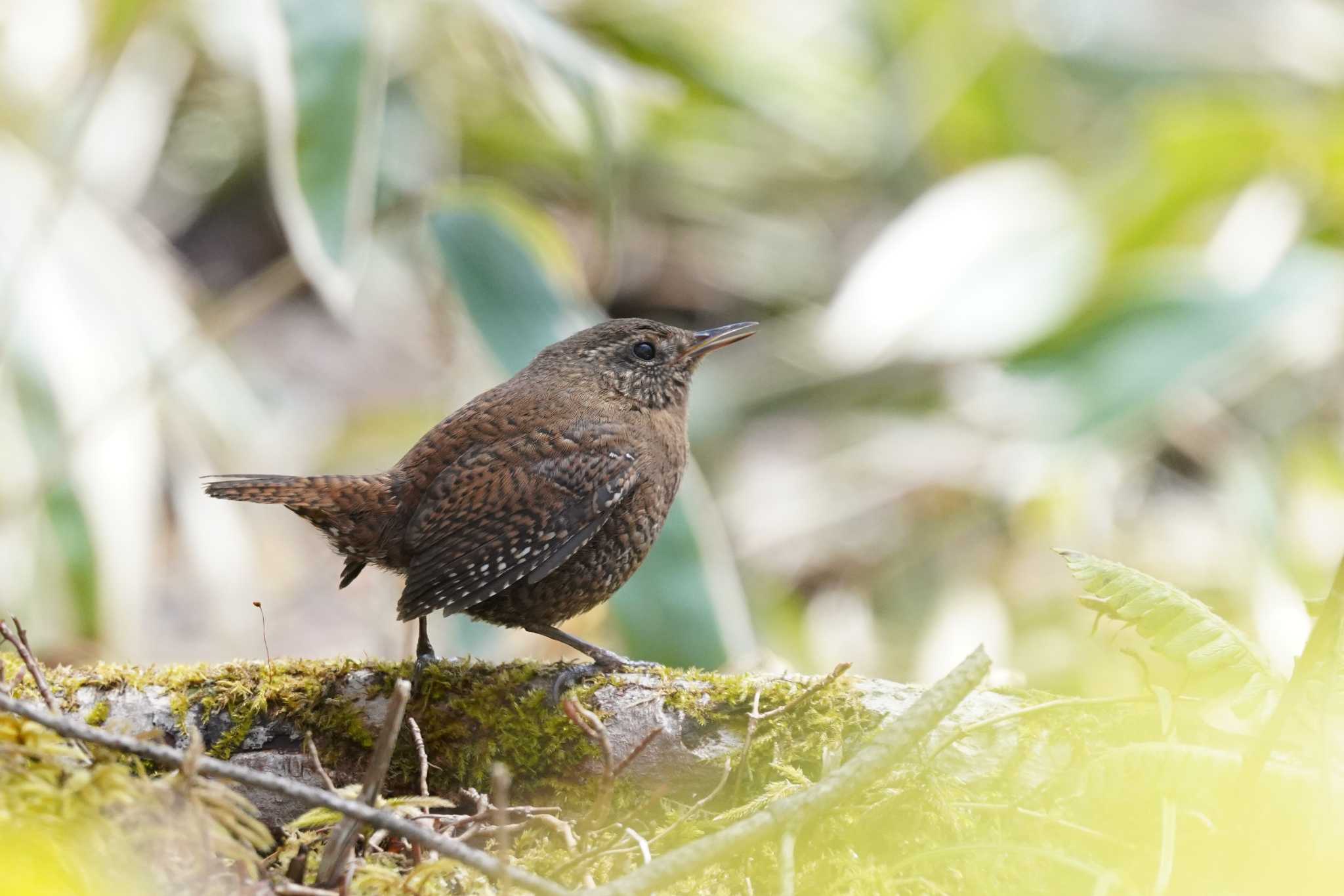 Photo of Eurasian Wren at 湯滝 by Hexanoon