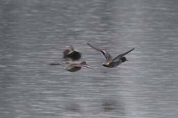 2023年3月26日(日) 南湖公園の野鳥観察記録