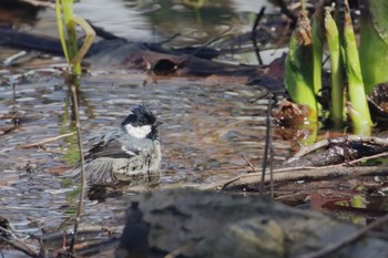 Coal Tit Makomanai Park Tue, 3/21/2023