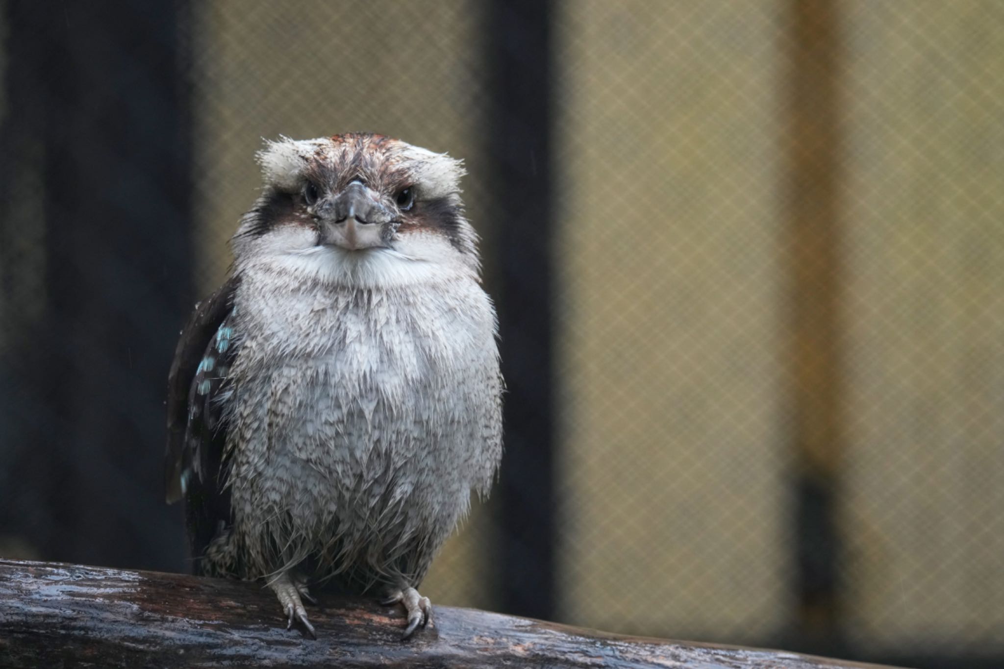 Photo of Laughing Kookaburra at キャンベルタウン野鳥の森 by アポちん